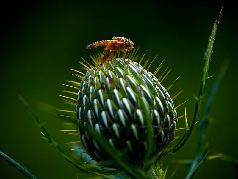 Identifying Garden Pests